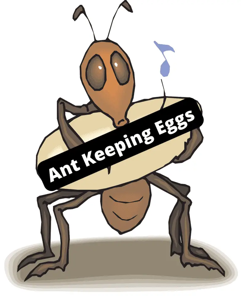 7 Proven Points: Ant Keeping Eggs - Ant-Keeper