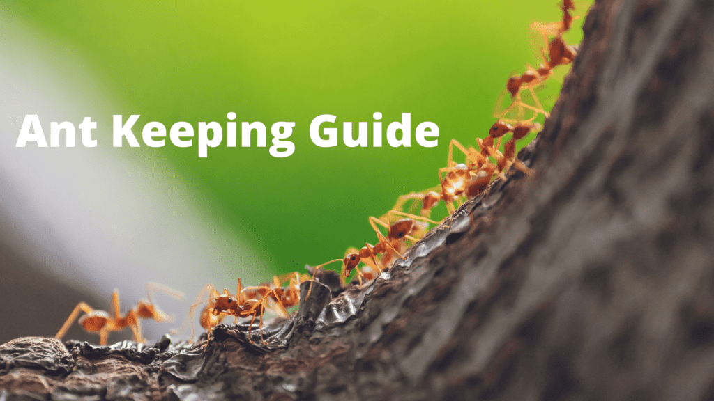Ant Keeping Guide
