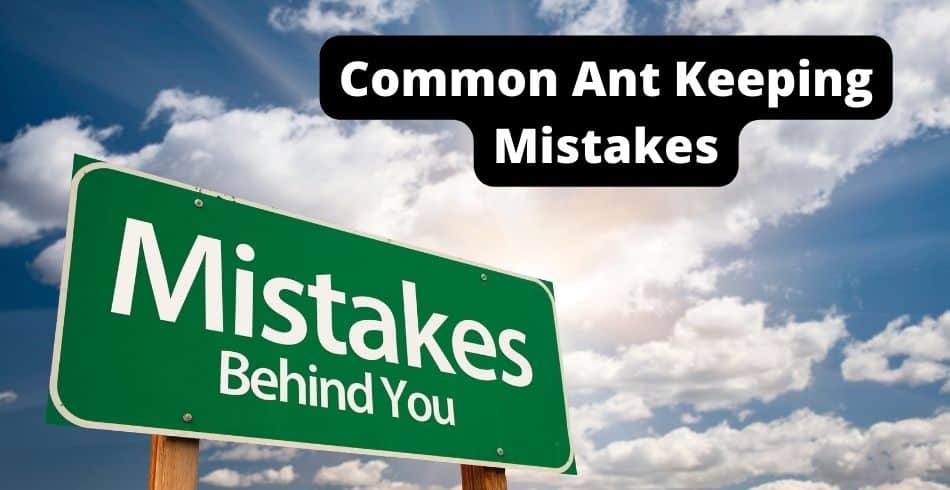 Ant Keeping Mistakes On Your Ant Farm