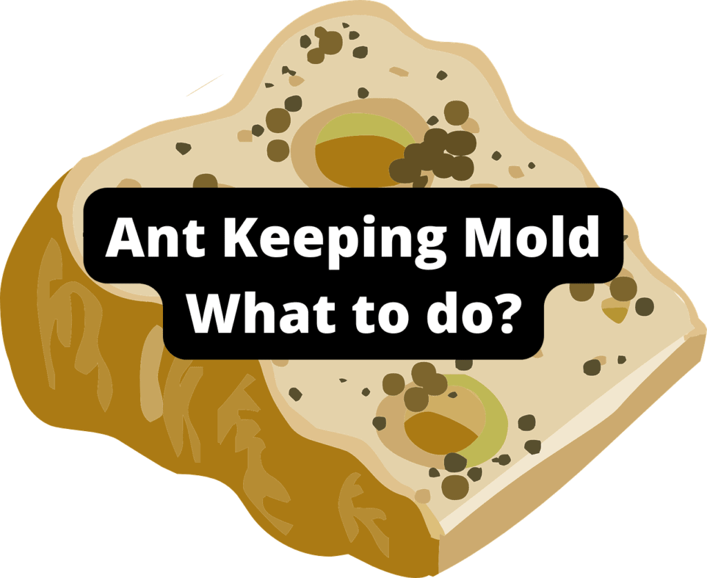 Ant Keeping Mold