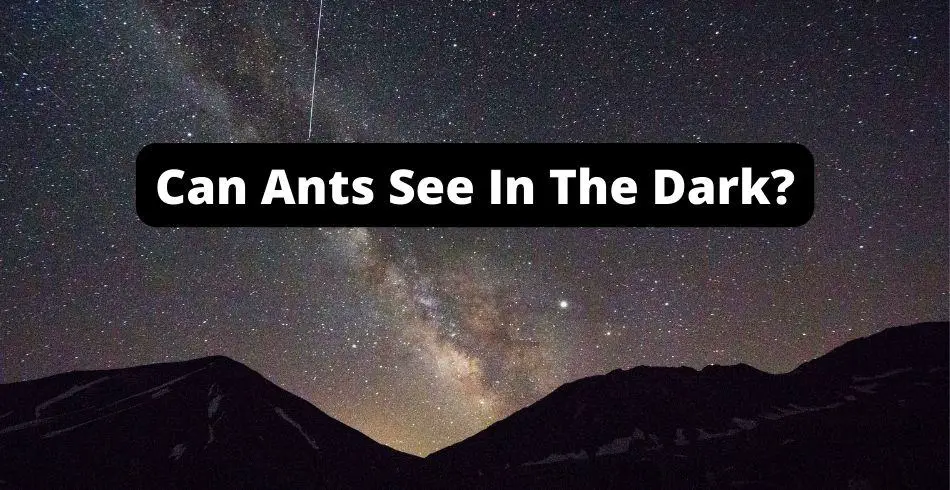 Can Ants See In The Dark