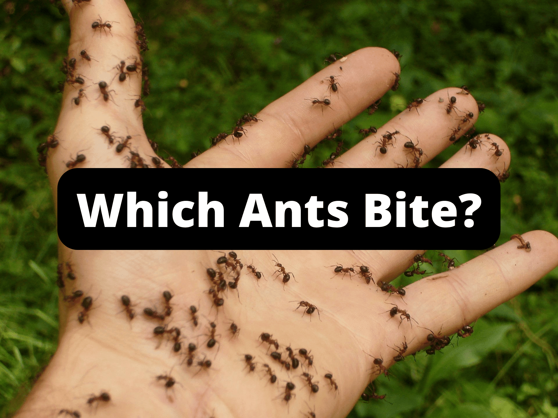 which ants bite