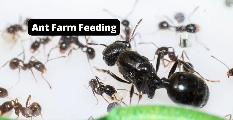 ant farm feeding