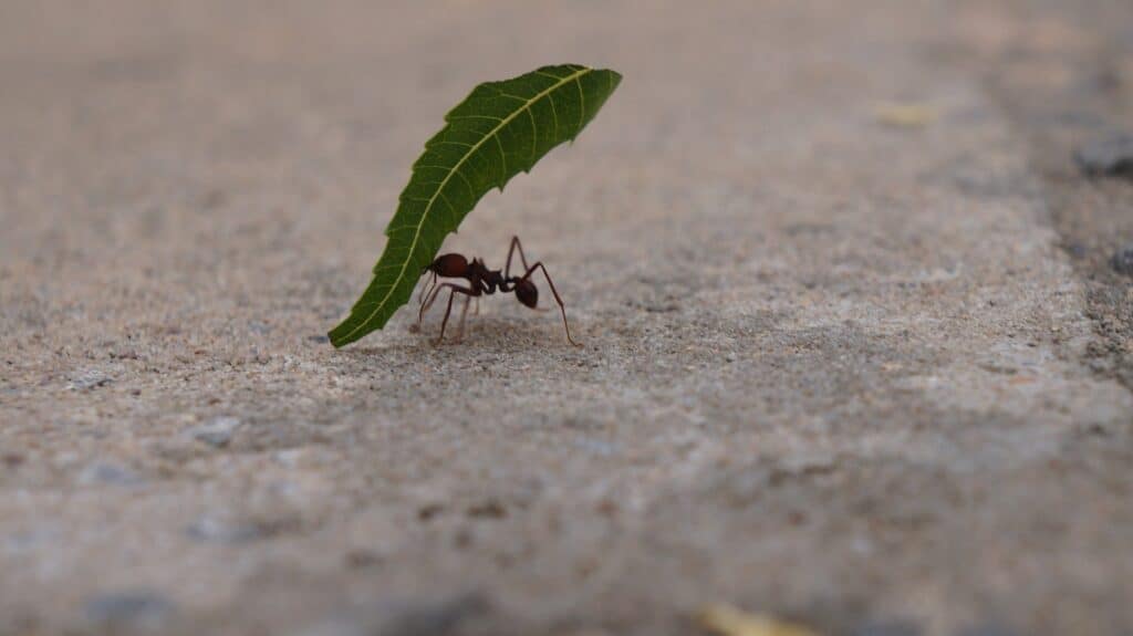 ant-with-a-leaf