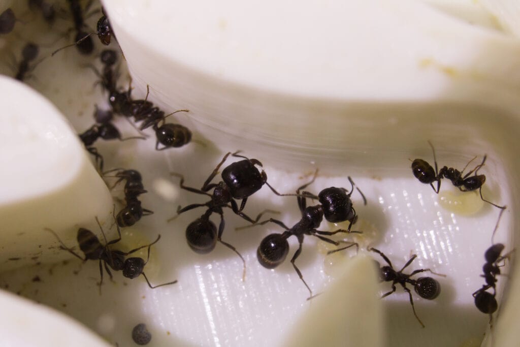 ants walking around a formicarium