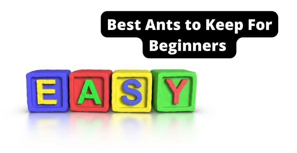 best ants to keep for beginners put these on your ant farm