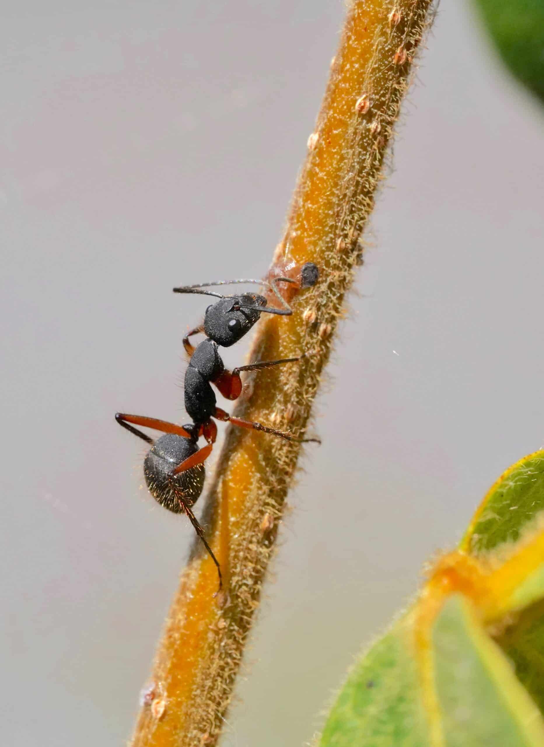 the adult ant