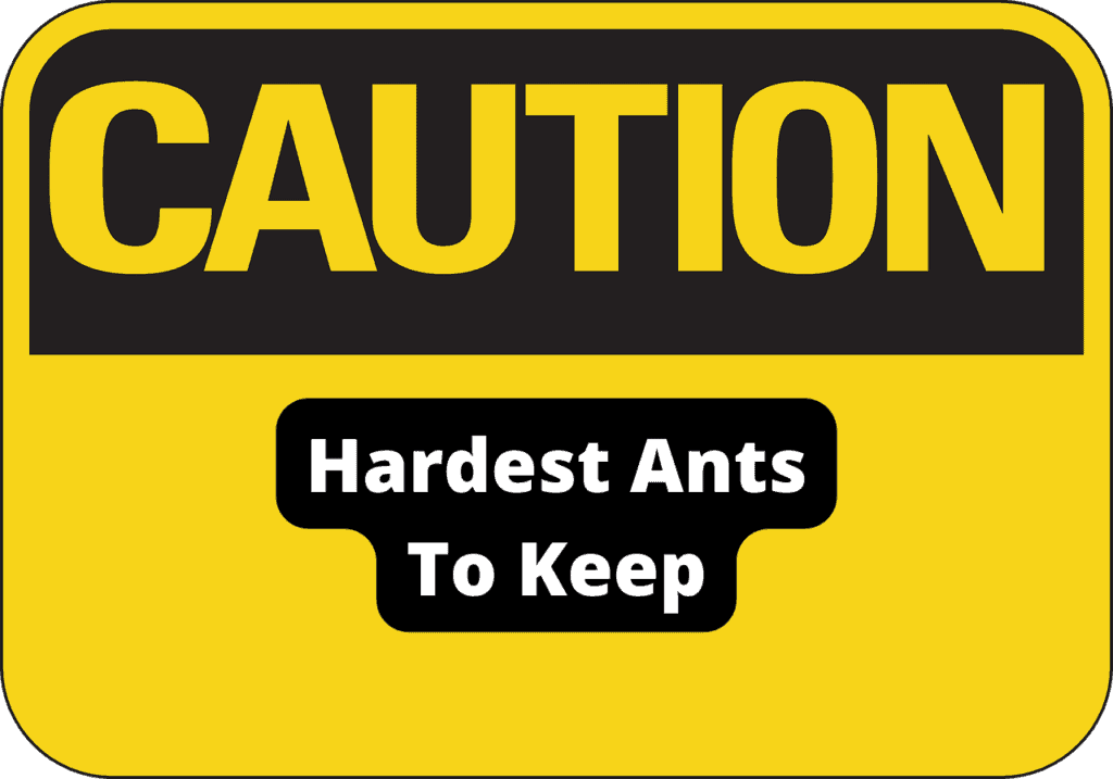 Hardest Ants to Keep