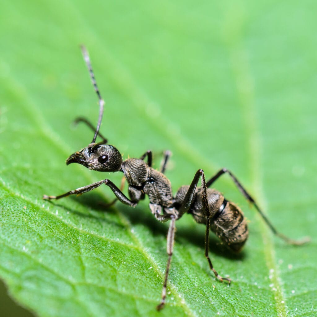 carpenter ant on a leaf
