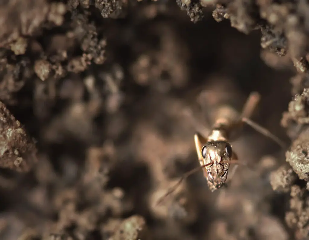 ant coming out of nest