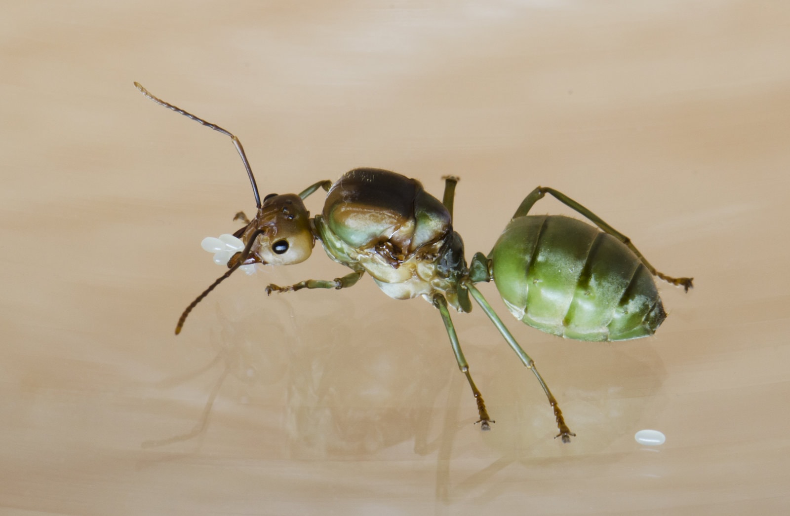 How Long Can Ants Live Without Food? » The Ant-Keeper