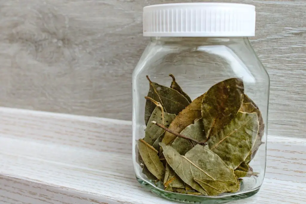 bay leaves in a jar