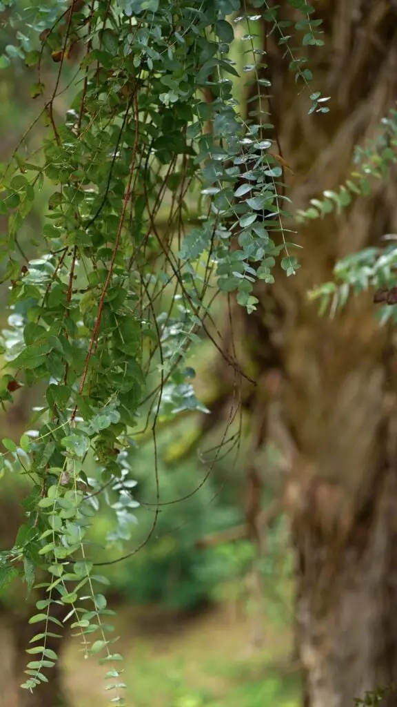 eucalyptus-leaves-branch