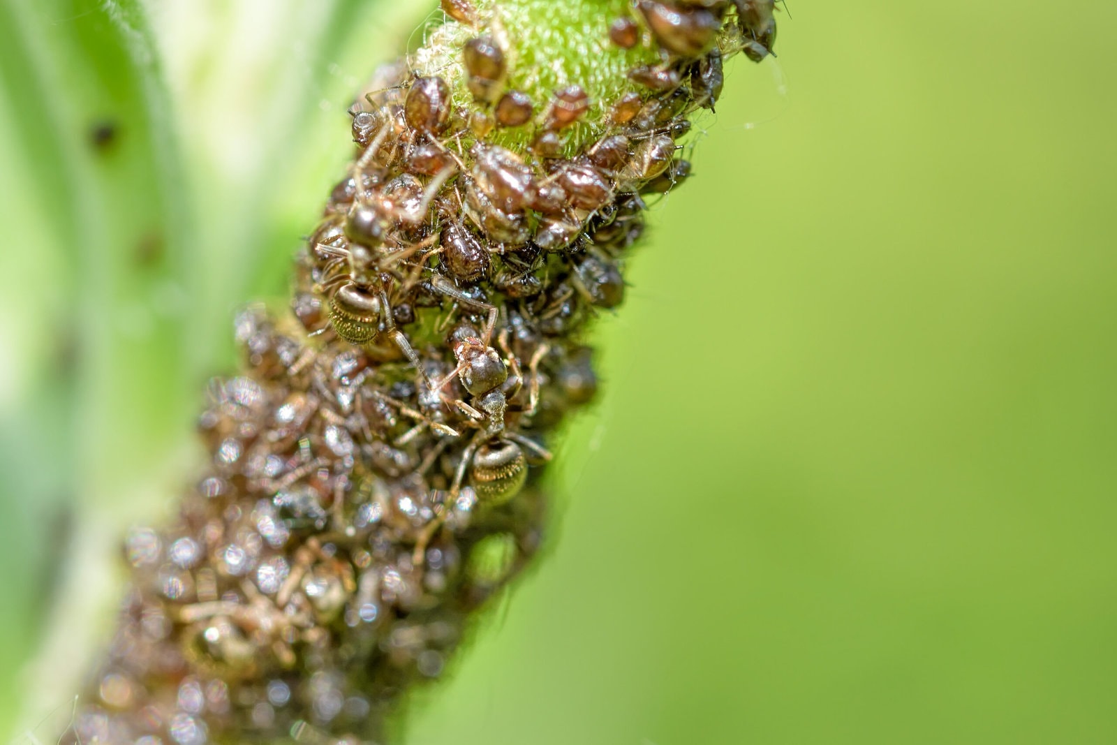 Do Ants Have Brains? » The Ant-Keeper