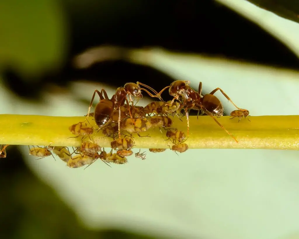 ants-taking-care-of-aphids-on-stem