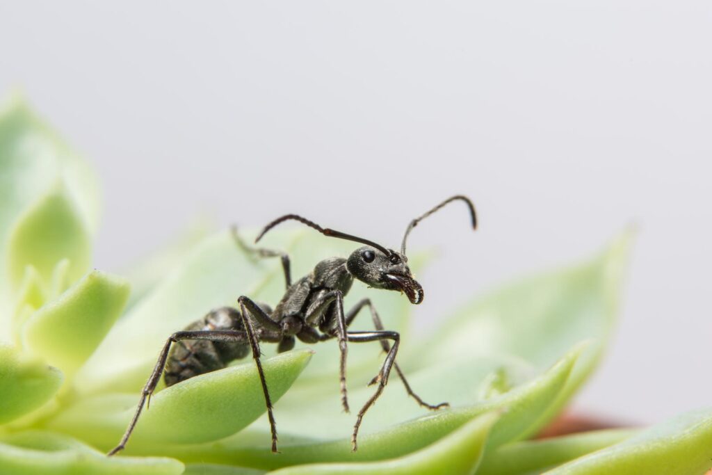 blank ant on a leaf
