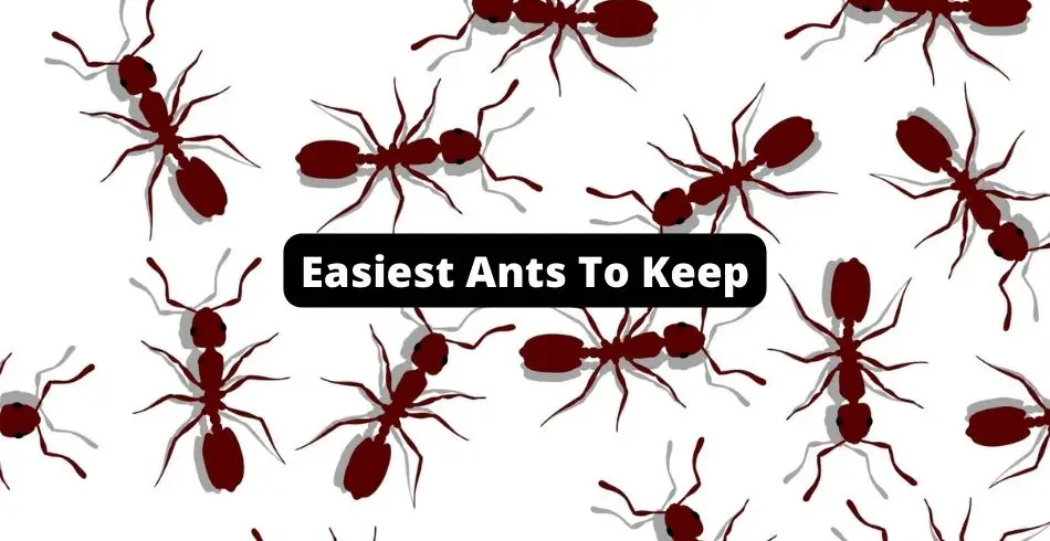 easiest ants to keep