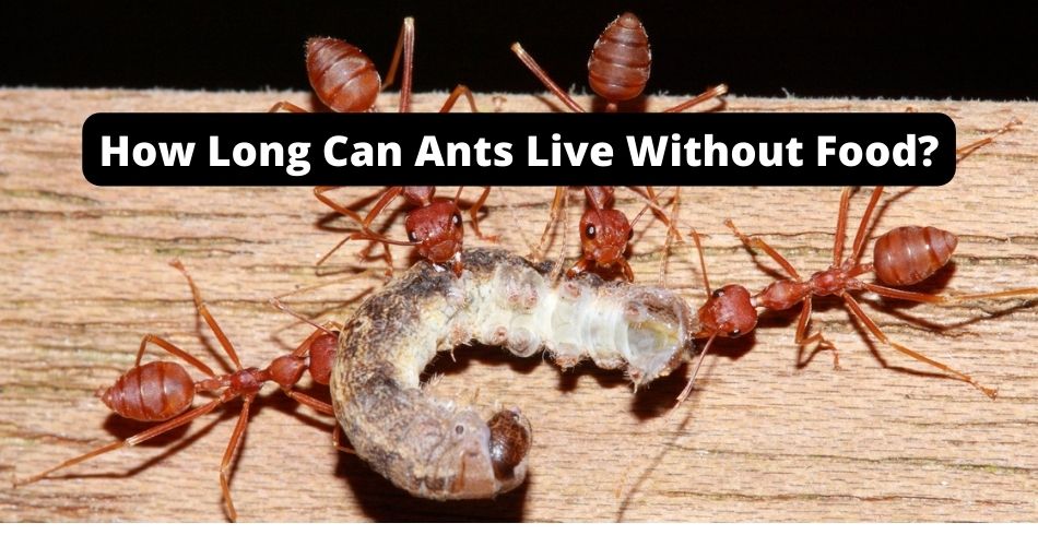 how long can ants live without food