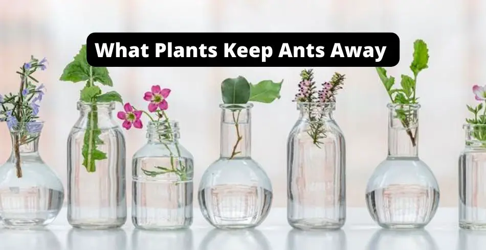 what plants keep ants away