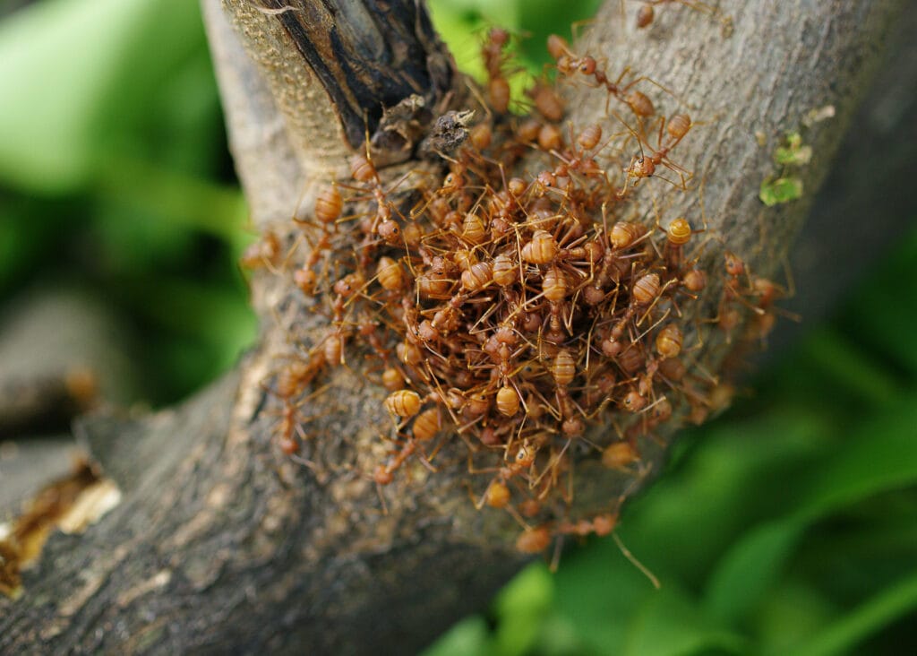 a group of ants in a tree in the canopy