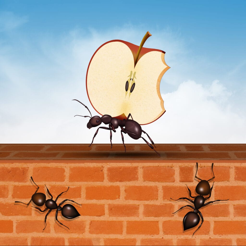 ant carrying an apple