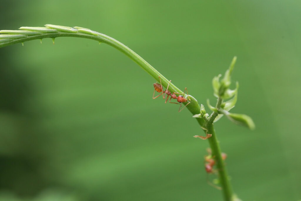 ants climb walls, ants climb plants, an ant climbing with tiny hairs on a few surfaces (plant)