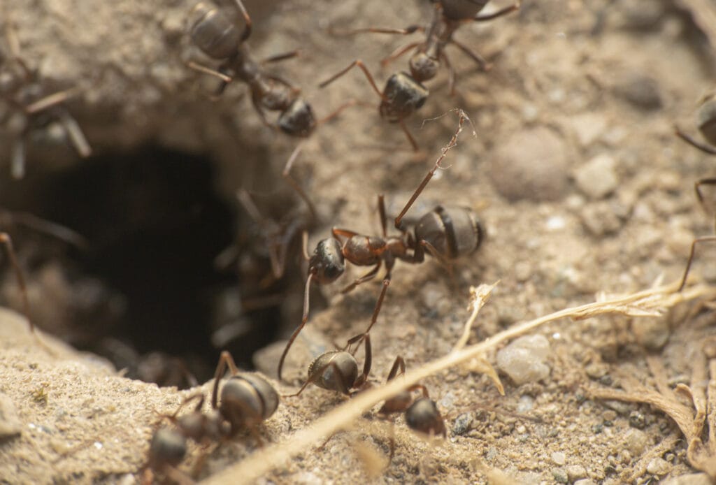 ants climbing out of a hole