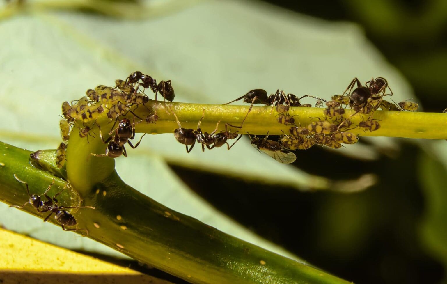 How We Re Keeping Ants Off Fruit Trees And Growing More Fruit The   44208062 Ants Taking Care Of Colonies Of Aphids 1536x976 