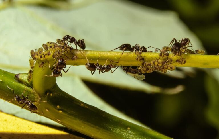 44208062 Ants Taking Care Of Colonies Of Aphids 768x488 