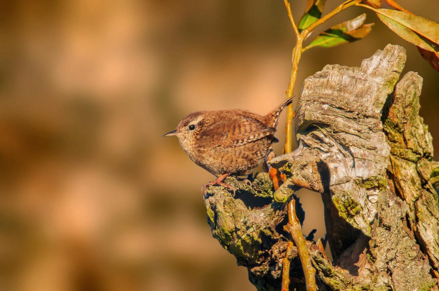 How We Re Keeping Ants Off Fruit Trees And Growing More Fruit The   47191728 A Wren Sits On A Branch And Looks For Food 1536x1020 