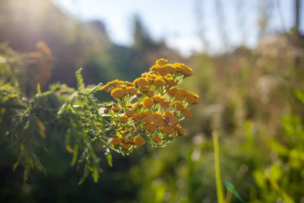tansy flowers for garden
