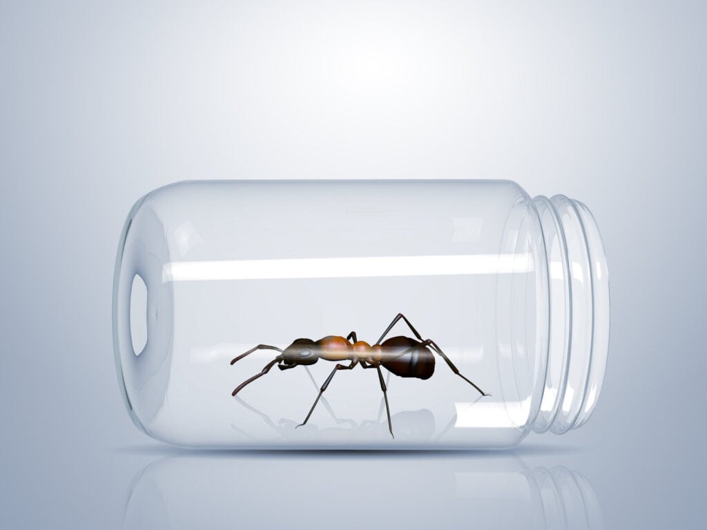 ant in glass jar