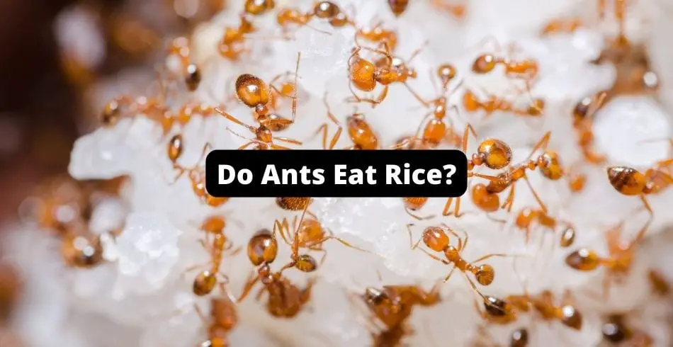 Do Ants Eat Rice