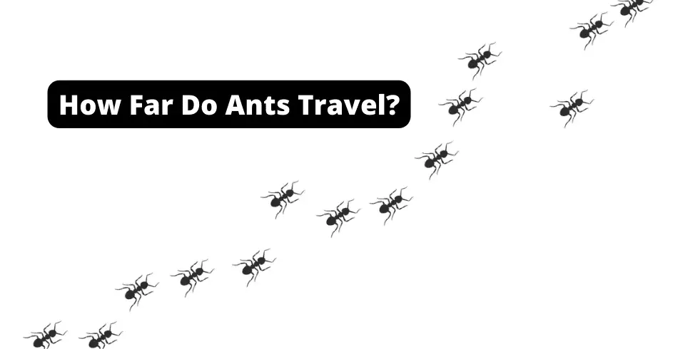 how far do ants travel