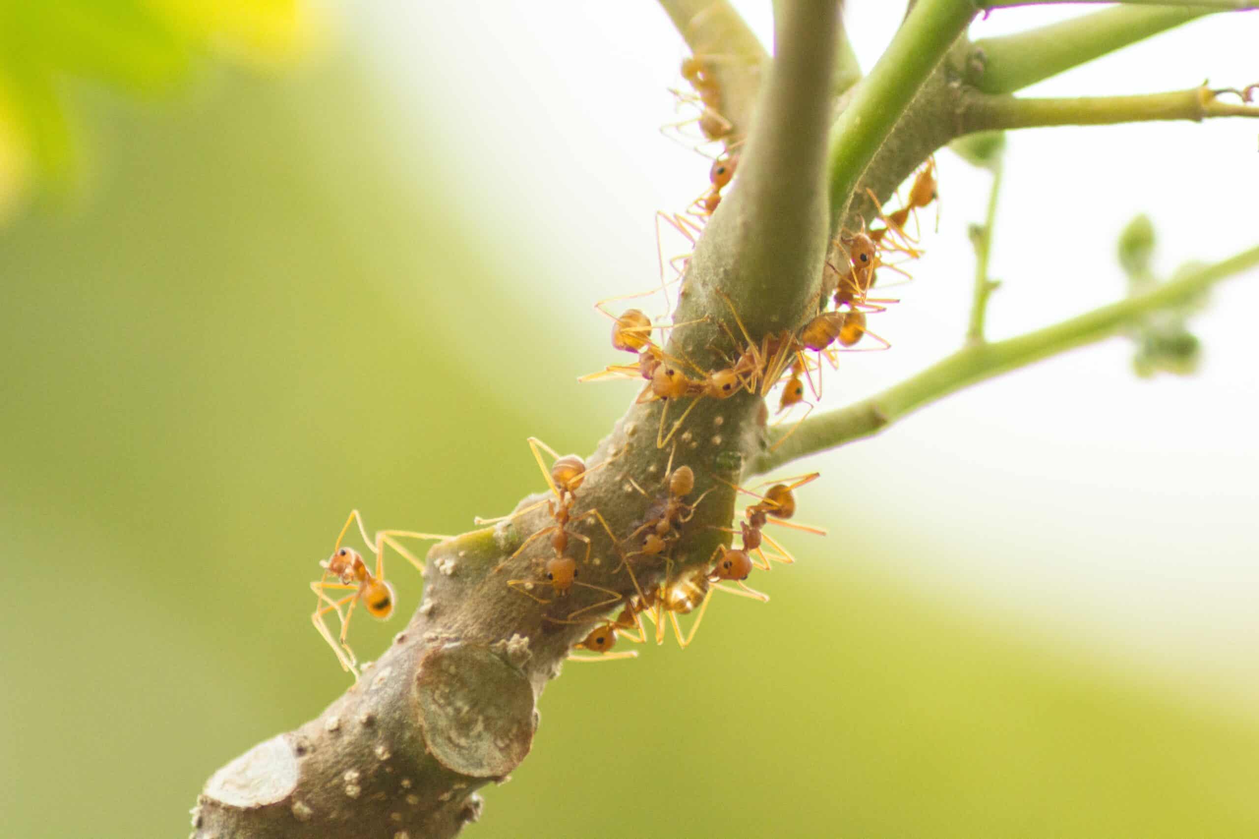 How far can Ants travel from the ant nest