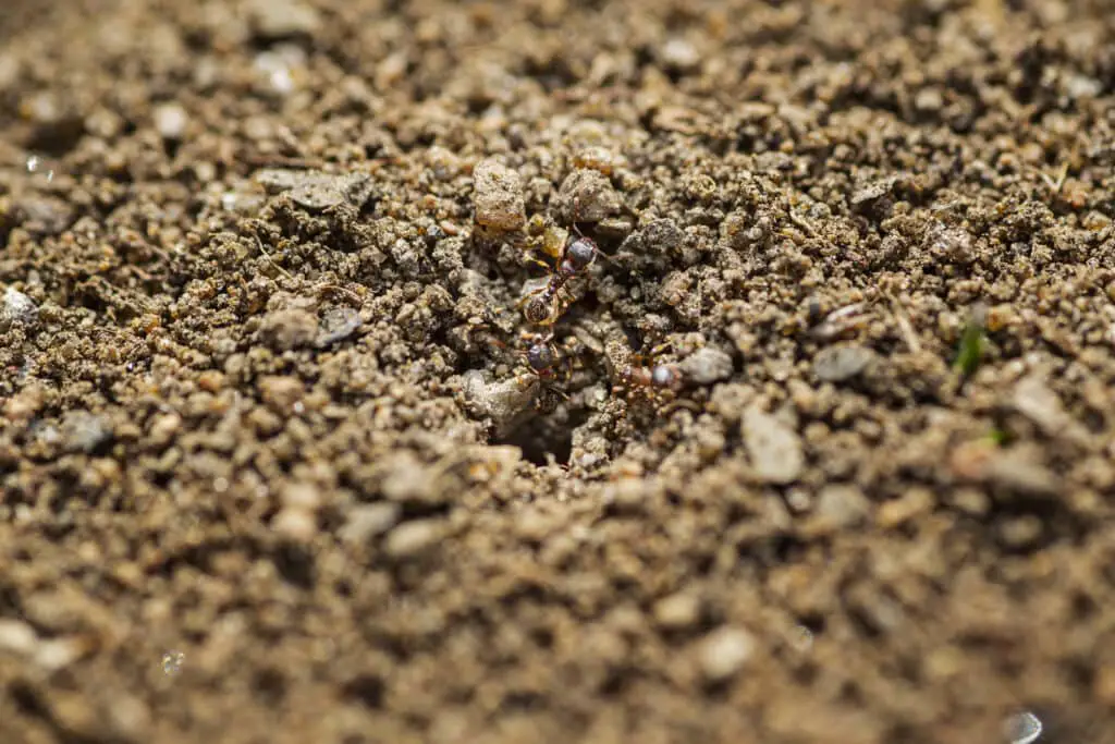 ants coming out of the ant hill