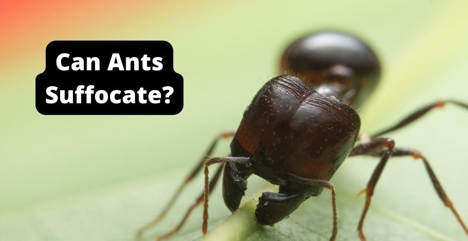 can ants suffocate