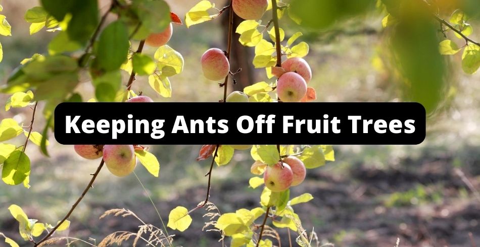 keeping ants off fruit tree