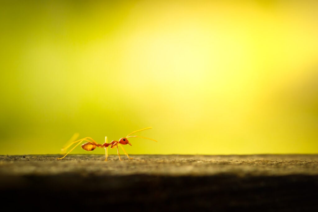 How Far Do Ants Travel For Food?