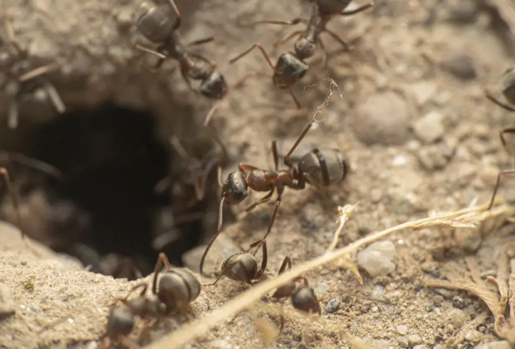 ant invasion