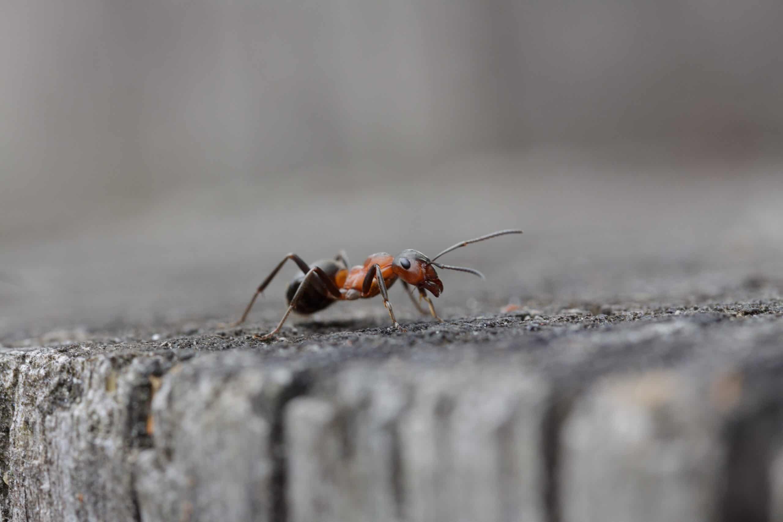 How To Get a Queen Ant Out of Her Nest