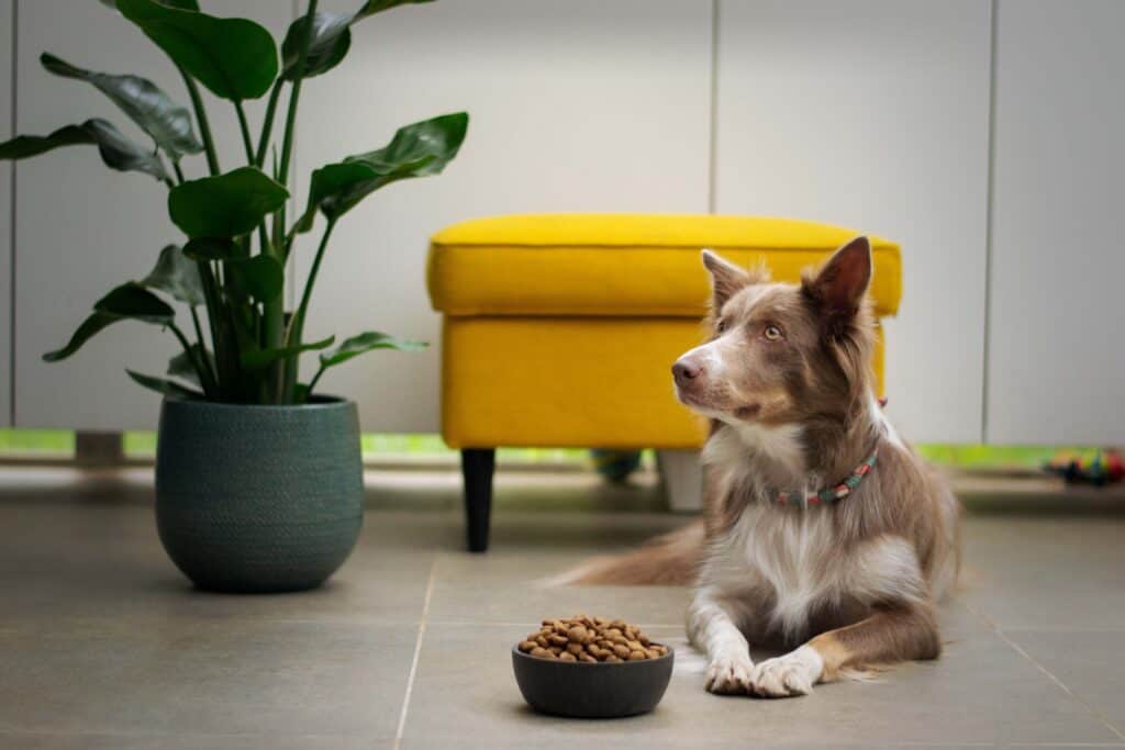 Keeping Ants Away From Dog Food