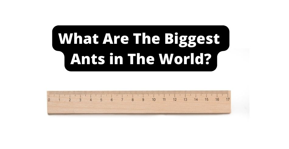 What are the biggest ants in the world