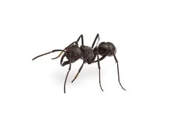 real giant ants