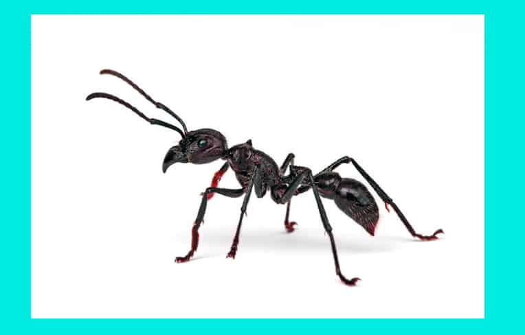 bullet ant