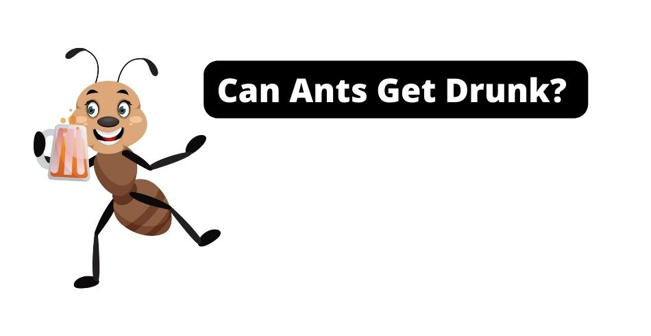 can ants get drunk