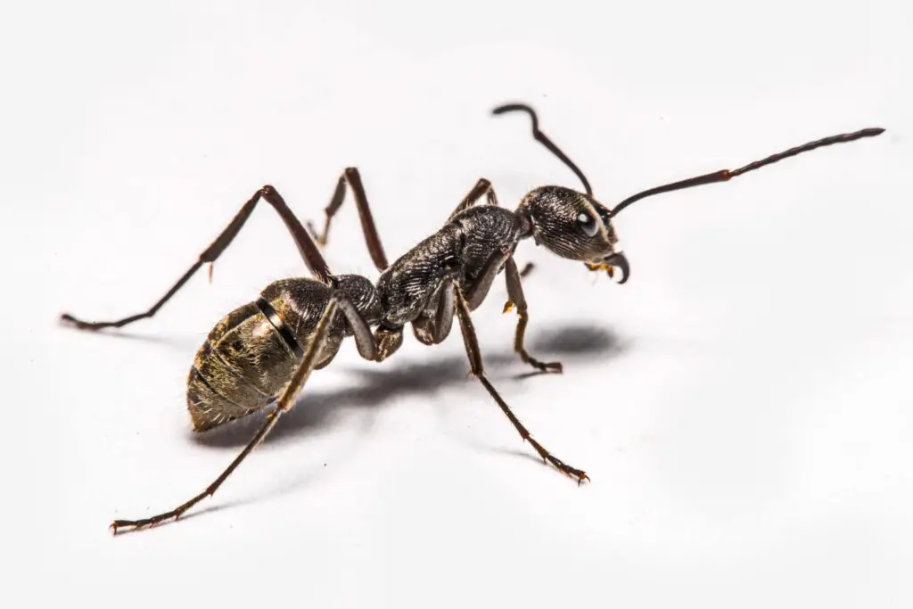 close-ups of ants