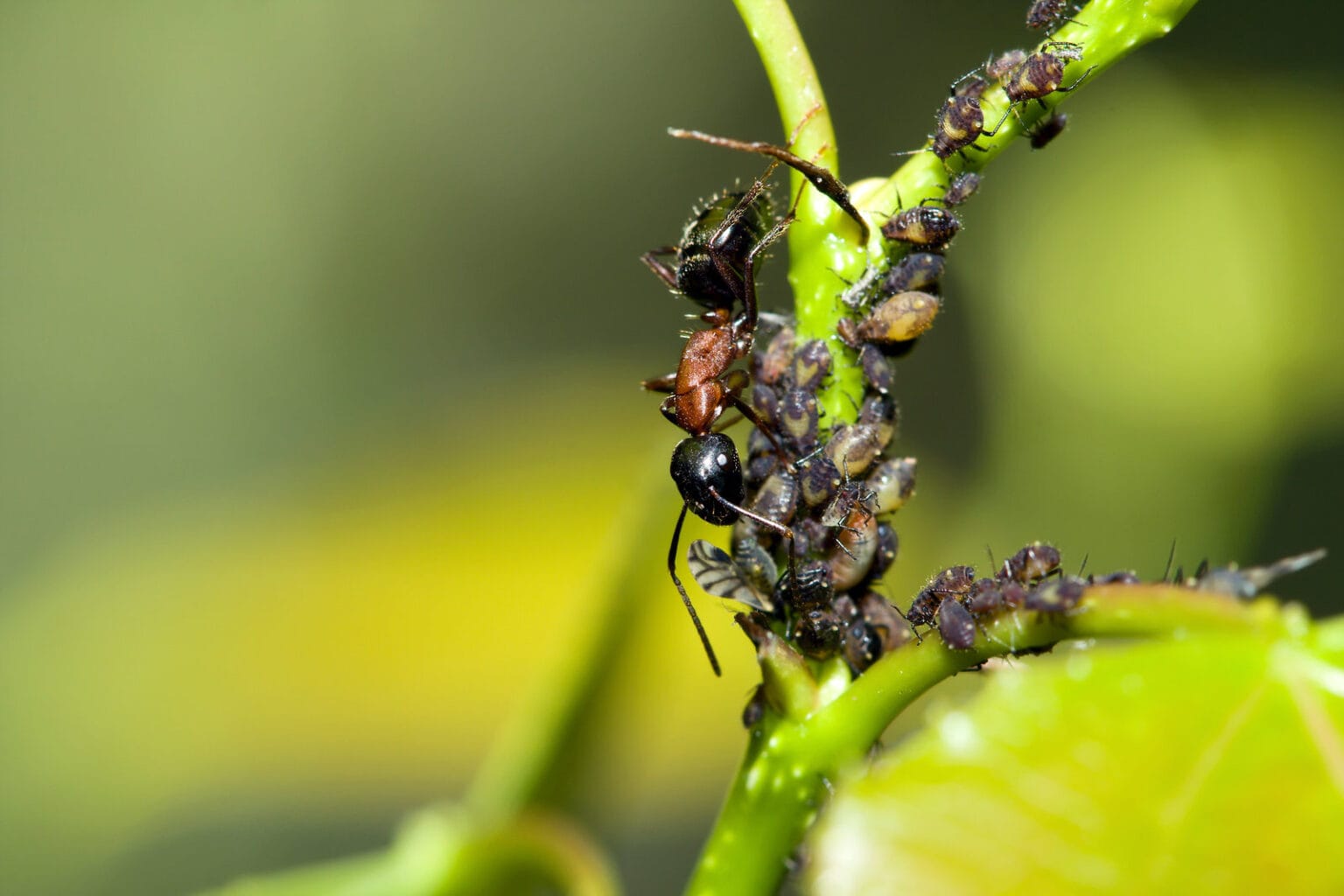 how-many-ants-does-it-take-to-kill-a-human-not-many-the-ant-keeper