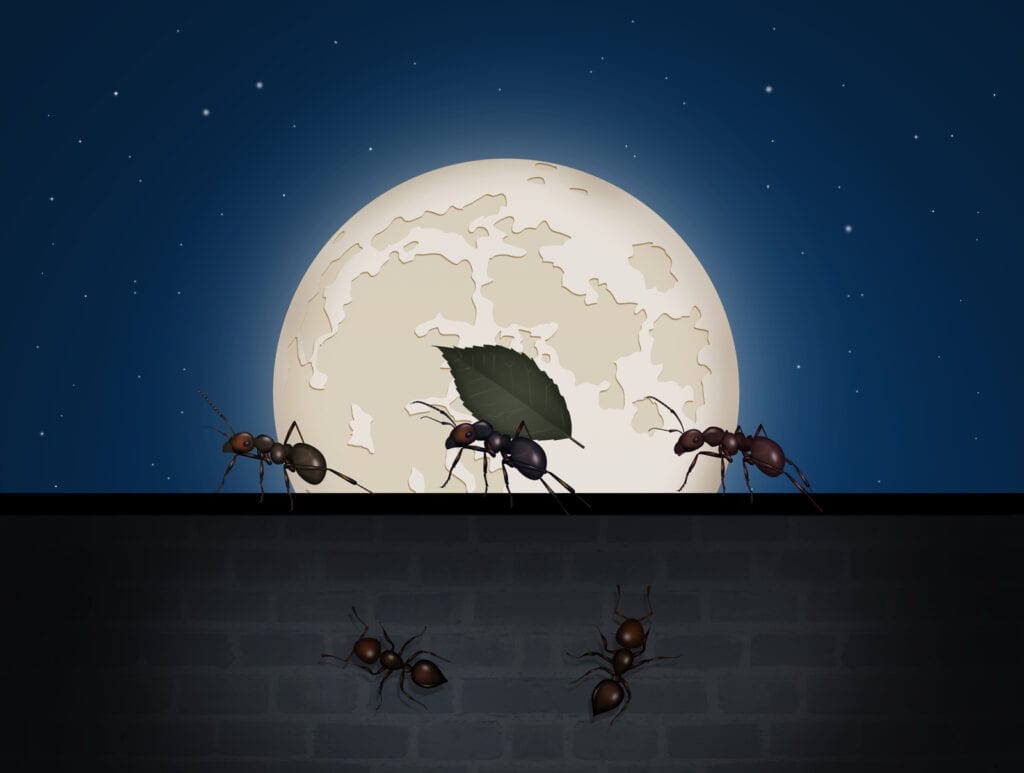 do ants work at night