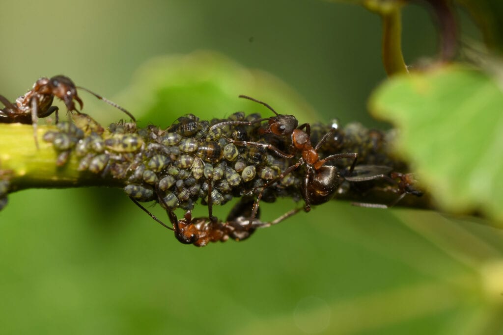 carpenter ants and aphids